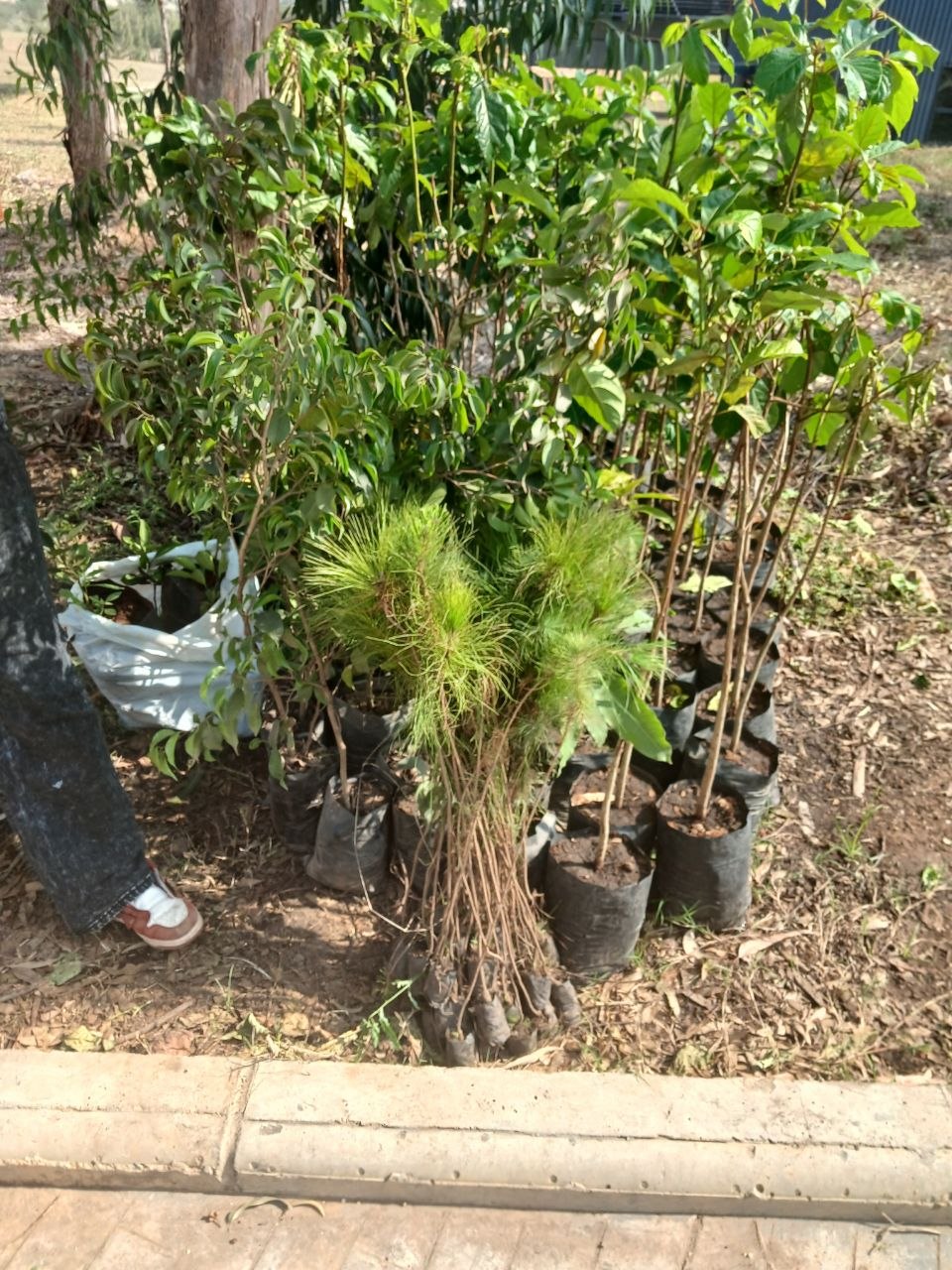 Tree seedlings