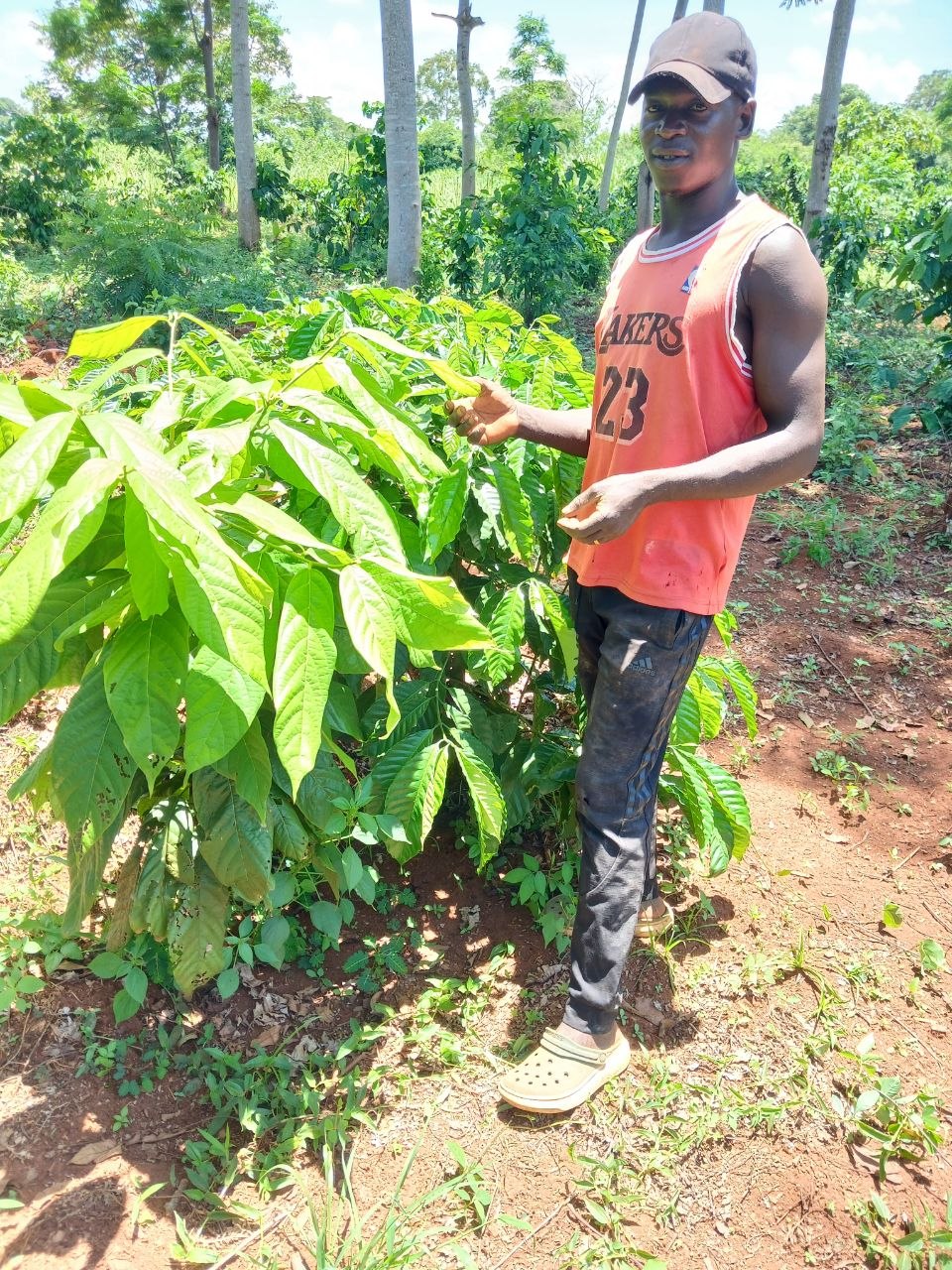 Commercial Farming